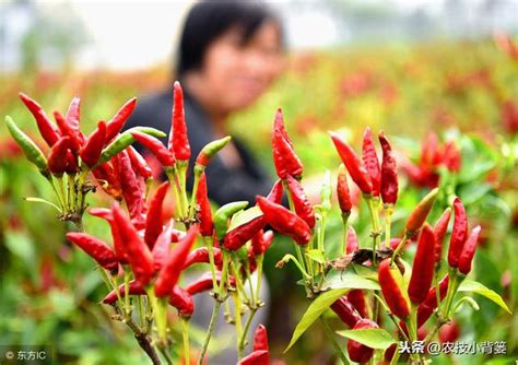 辣椒不開花|辣椒開花卻不結果？老練農技師傳授關鍵技巧，提高成。